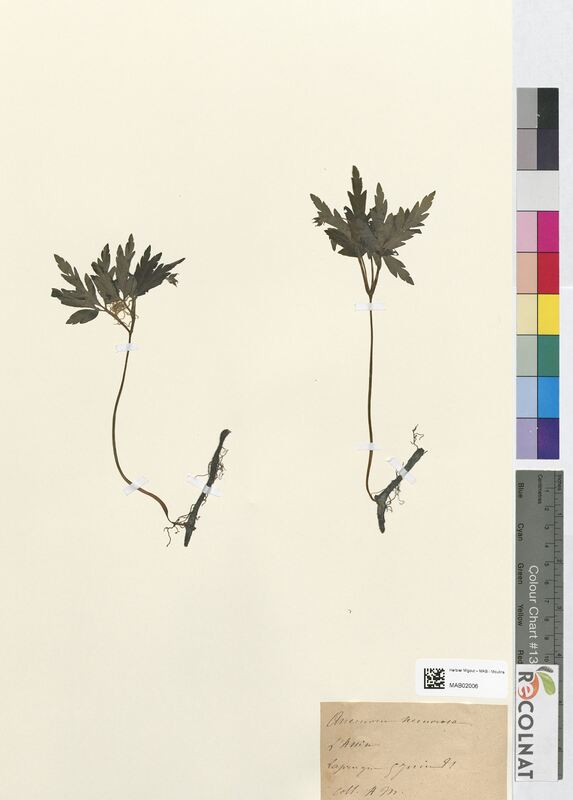 Anemone nemorosa (Ranunculaceae)