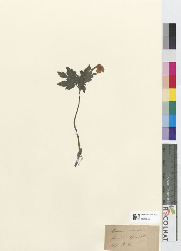 Anemone nemorosa (Ranunculaceae)