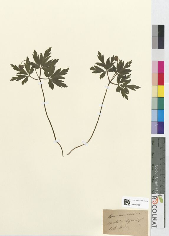 Anemone nemorosa (Ranunculaceae)