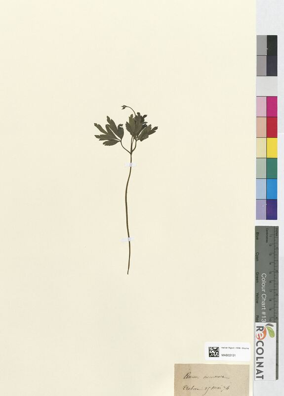 Anemone nemorosa (Ranunculaceae)