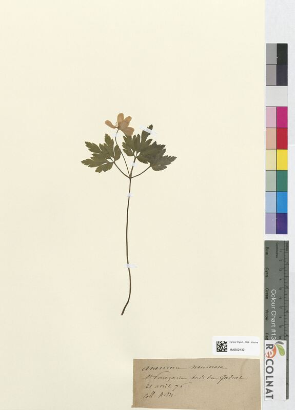 Anemone nemorosa (Ranunculaceae)