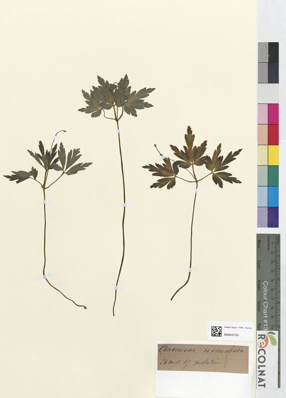 Anemone nemorosa (Ranunculaceae)