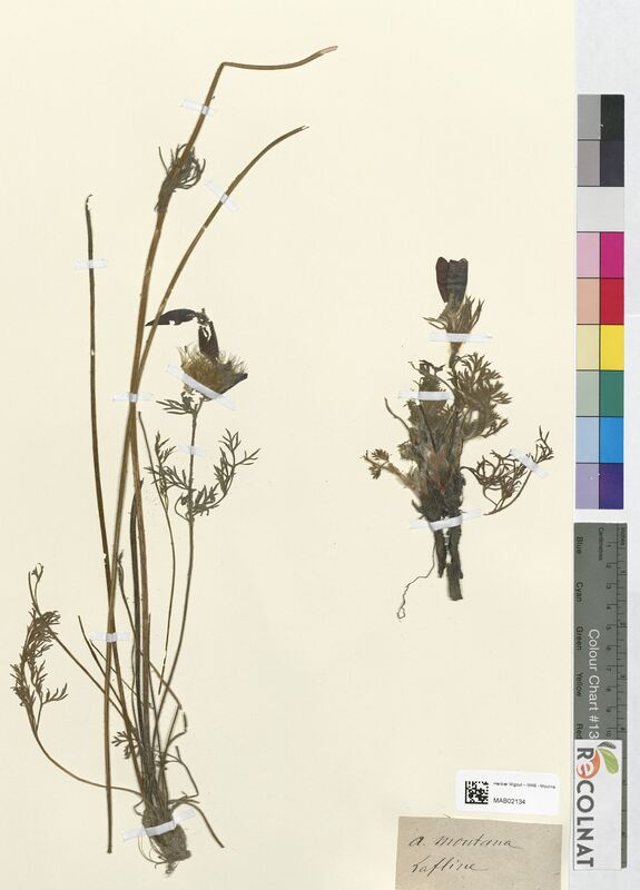 Anemone montana (Ranunculaceae)