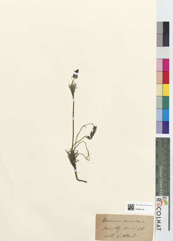 Anemone montana (Ranunculaceae)