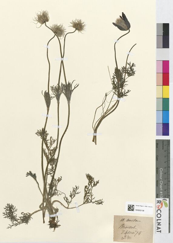 Anemone montana (Ranunculaceae)