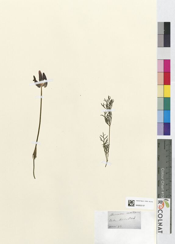 Anemone montana (Ranunculaceae)