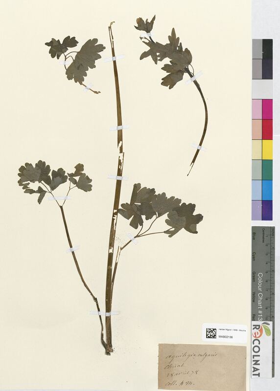 Aquilegia vulgaris (Ranunculaceae)