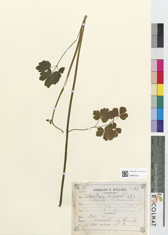 Aquilegia vulgaris (Ranunculaceae)