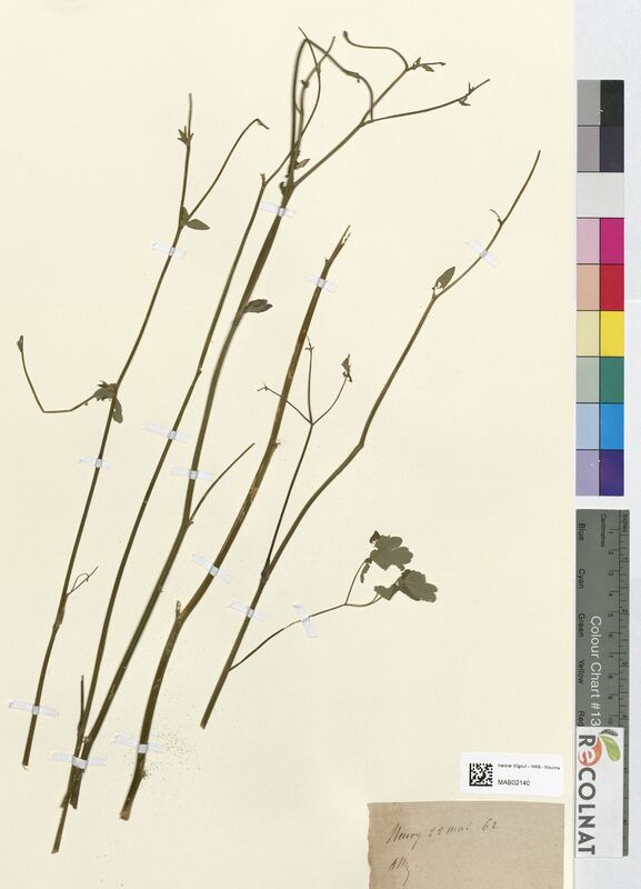 Aquilegia vulgaris (Ranunculaceae)