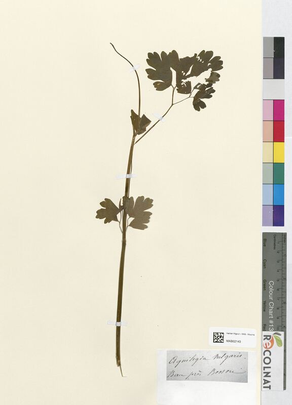 Aquilegia vulgaris (Ranunculaceae)