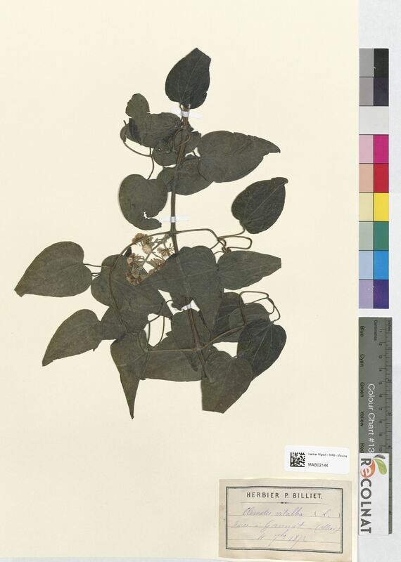 Clematis vitalba (Ranunculaceae)