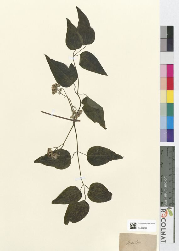 Clematis vitalba (Ranunculaceae)