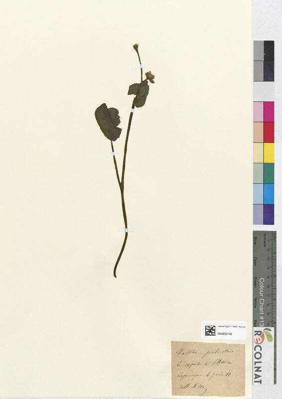 Caltha palustris (Ranunculaceae)