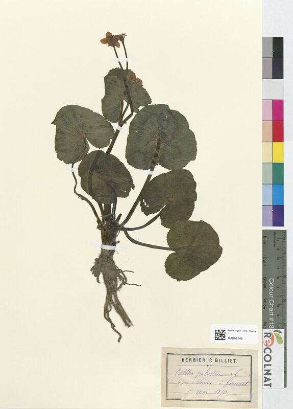 Caltha palustris (Ranunculaceae)