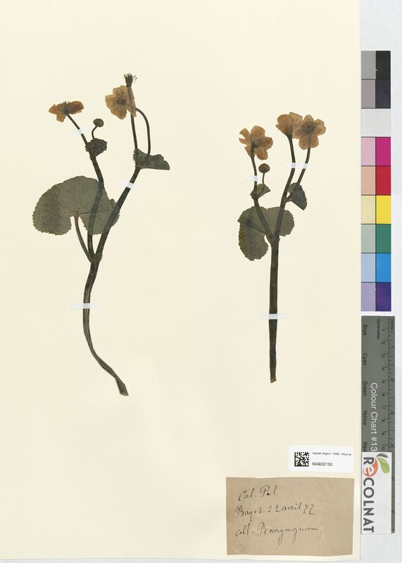 Caltha palustris (Ranunculaceae)