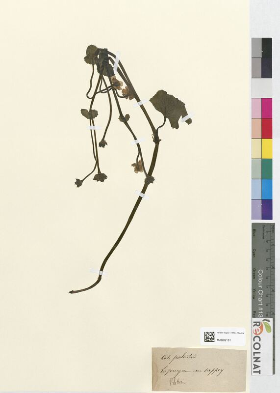 Caltha palustris (Ranunculaceae)