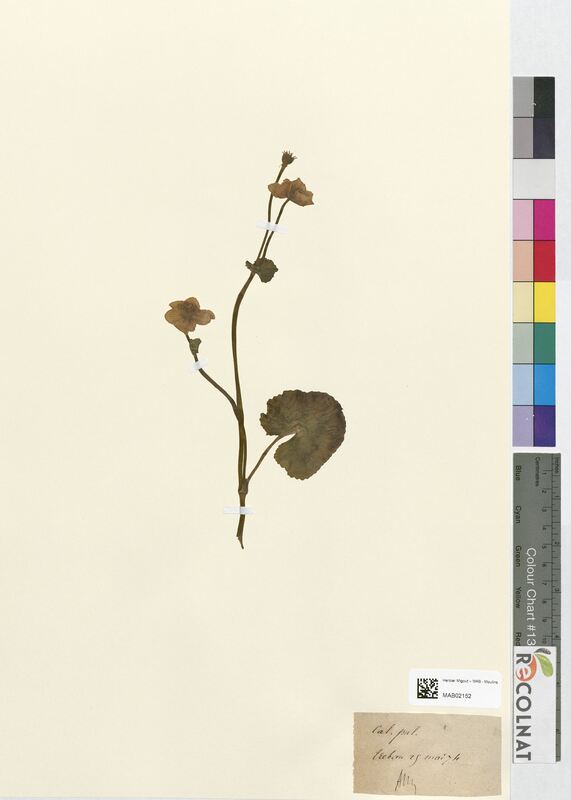 Caltha palustris (Ranunculaceae)