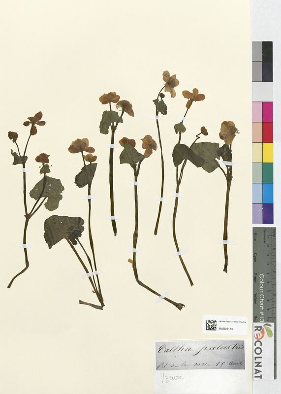 Caltha palustris (Ranunculaceae)