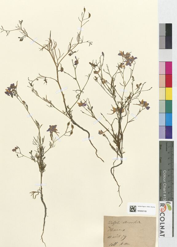 Delphinium consolida (Ranunculaceae)