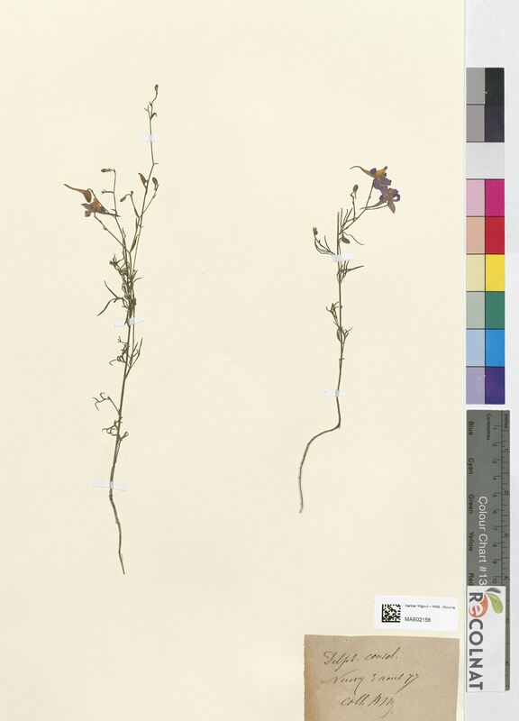 Delphinium consolida (Ranunculaceae)