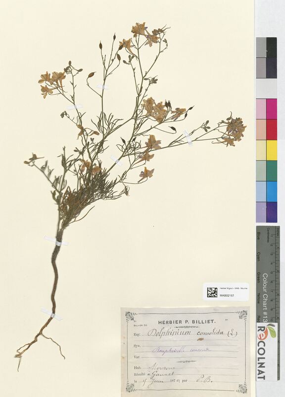 Delphinium consolida (Ranunculaceae)