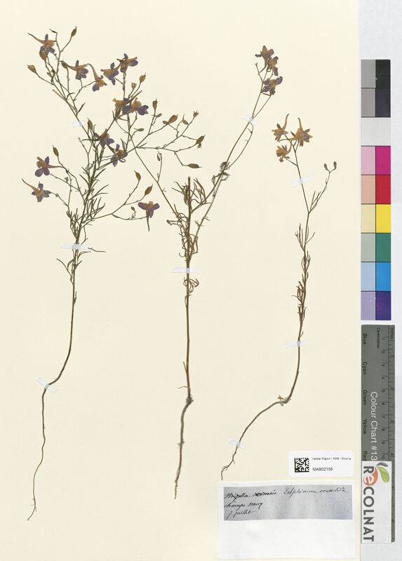 Delphinium consolida (Ranunculaceae)