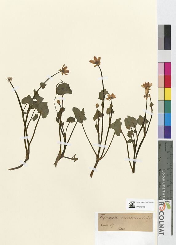 Ficaria ranunculoides (Ranunculaceae)