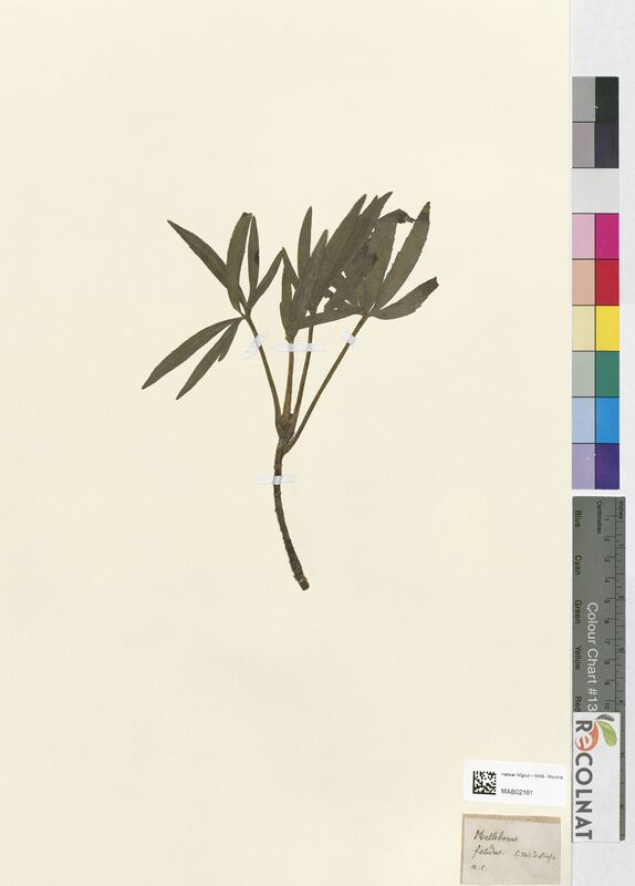 Helleborus foetidus (Ranunculaceae)