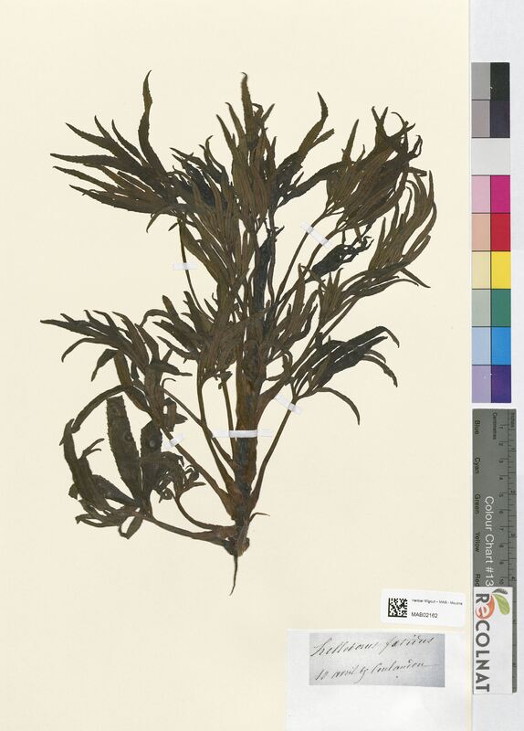 Helleborus foetidus (Ranunculaceae)