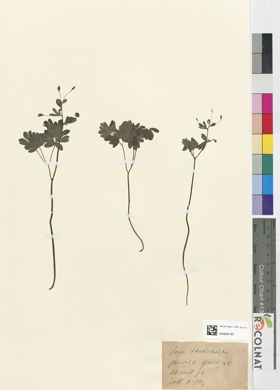 Isopyrum thalictroides (Ranunculaceae)