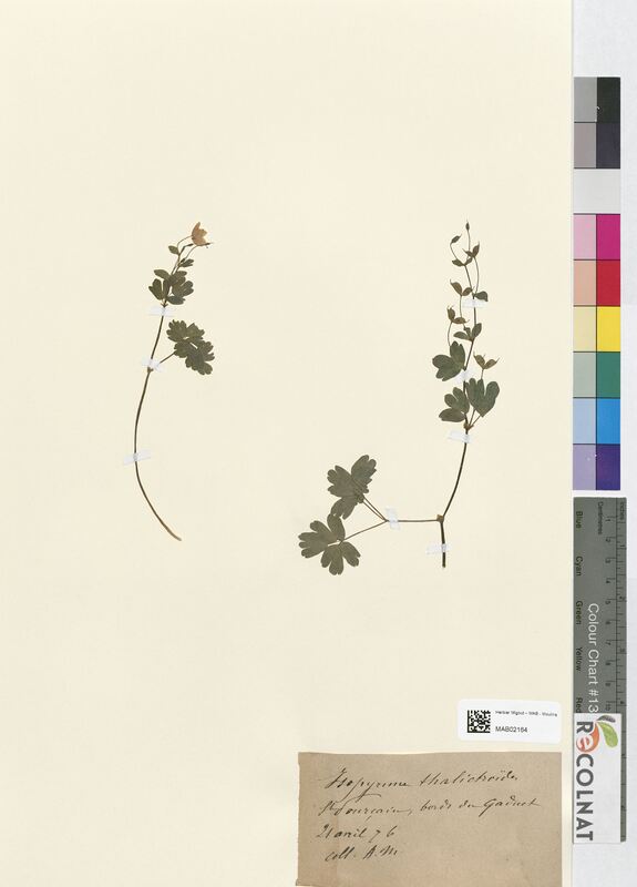 Isopyrum thalictroides (Ranunculaceae)