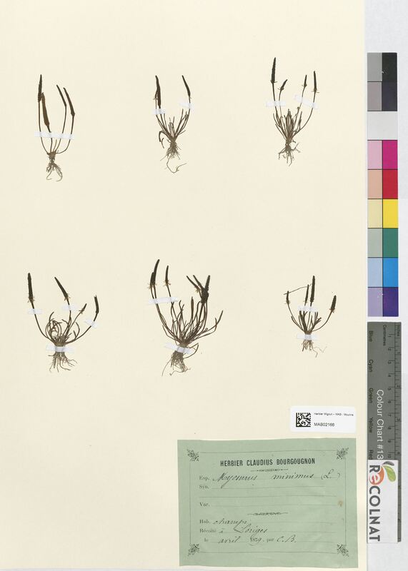 Myosurus minimus (Ranunculaceae)