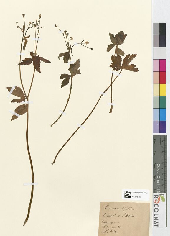 Ranunculus aconitifolius (Ranunculaceae)