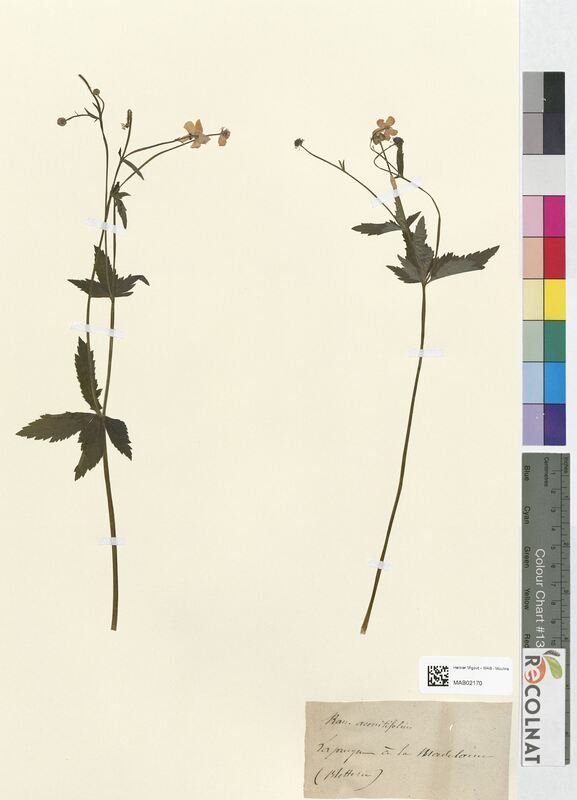 Ranunculus aconitifolius (Ranunculaceae)