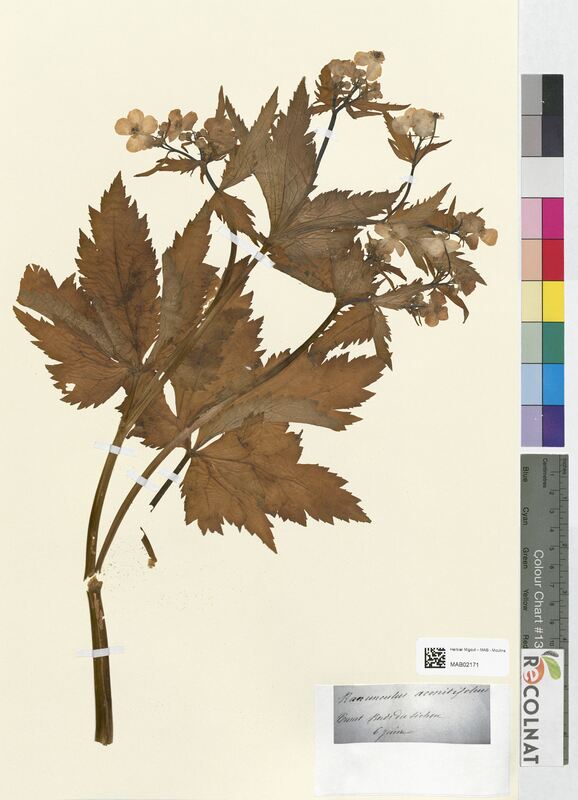 Ranunculus aconitifolius (Ranunculaceae)