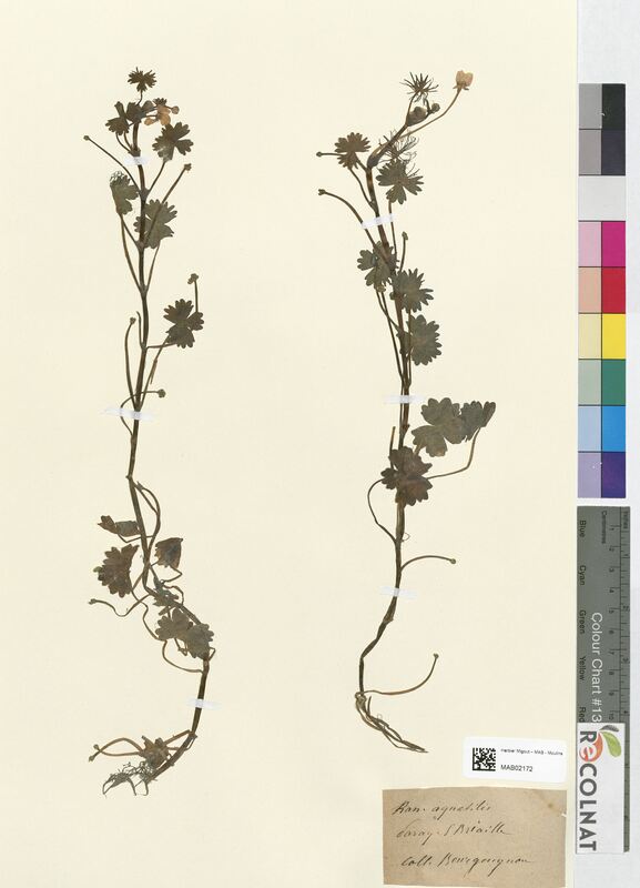 Ranunculus aquatilis (Ranunculaceae)