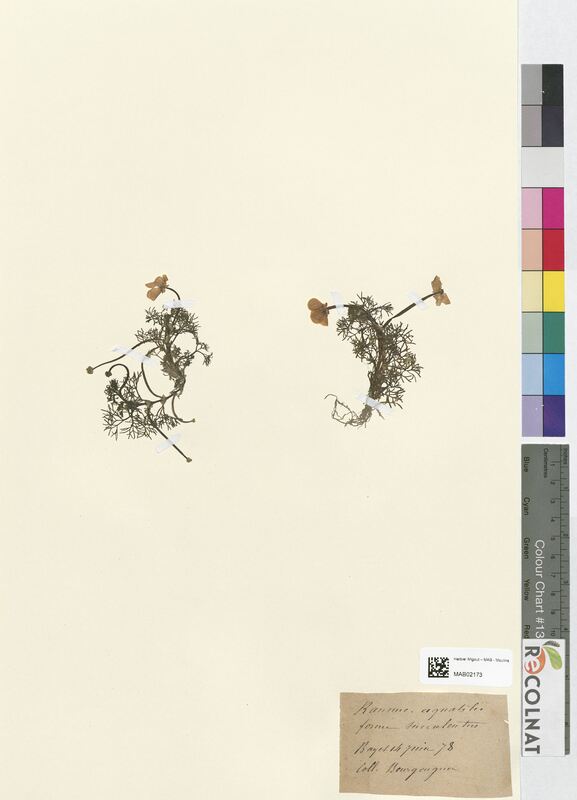 Ranunculus aquatilis (Ranunculaceae)