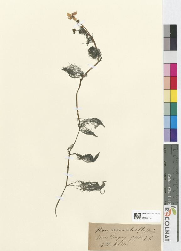 Ranunculus aquatilis (Ranunculaceae)