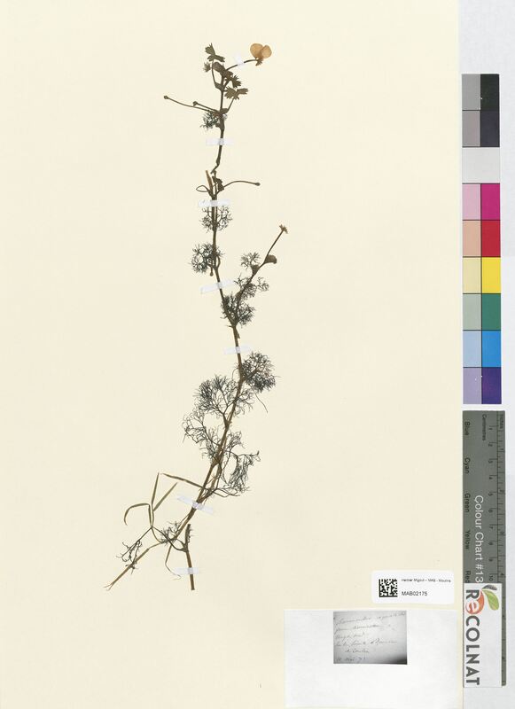 Ranunculus aquatilis (Ranunculaceae)