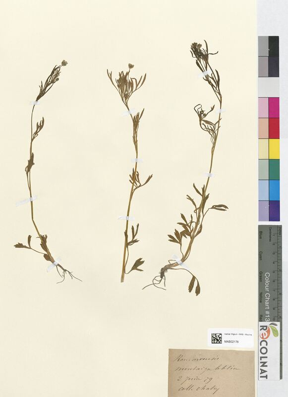 Ranunculus arvensis (Ranunculaceae)