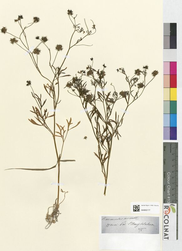 Ranunculus arvensis (Ranunculaceae)