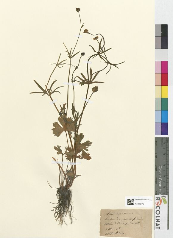 Ranunculus auricomus (Ranunculaceae)