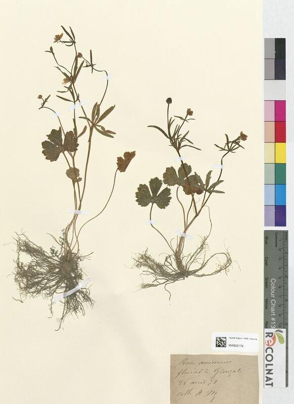 Ranunculus auricomus (Ranunculaceae)