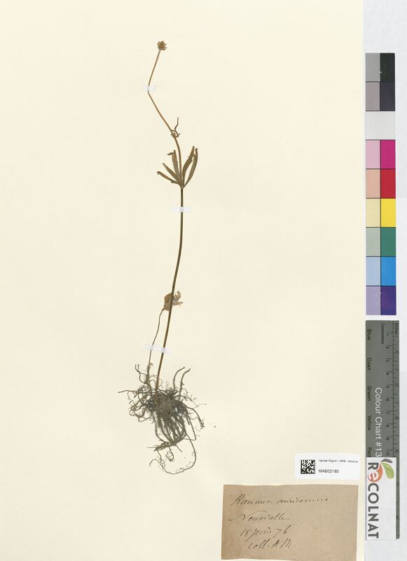 Ranunculus auricomus (Ranunculaceae)