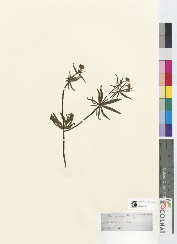 Ranunculus auricomus (Ranunculaceae)