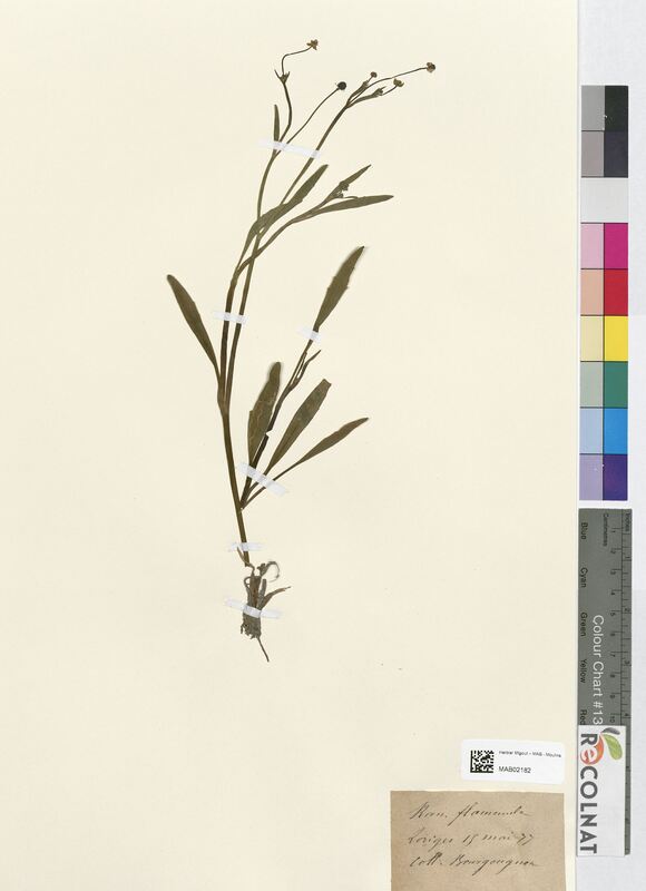 Ranunculus flammula (Ranunculaceae)