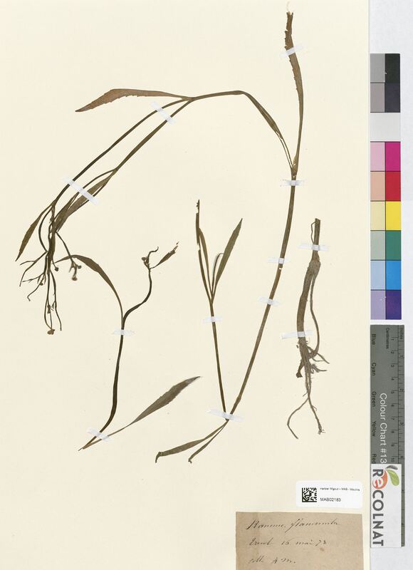 Ranunculus flammula (Ranunculaceae)