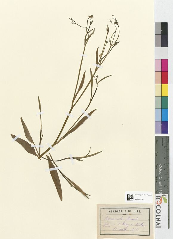 Ranunculus flammula (Ranunculaceae)