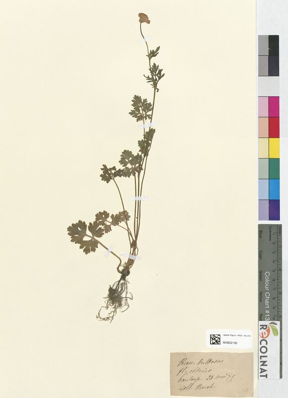 Ranunculus bulbosus (Ranunculaceae)