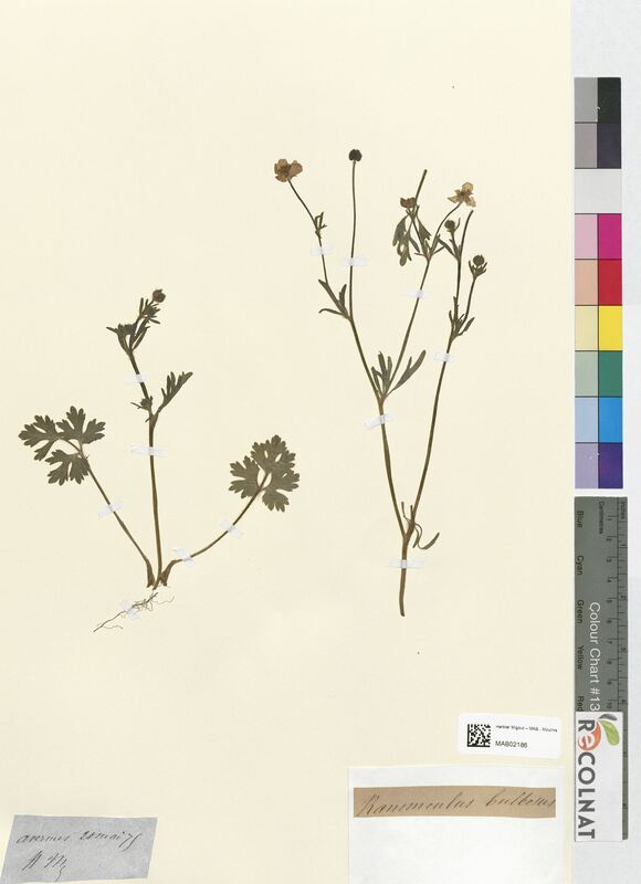 Ranunculus bulbosus (Ranunculaceae)